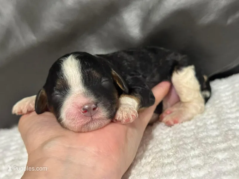 Mia – Cavapoo puppy for sale in Campbellsville, KY