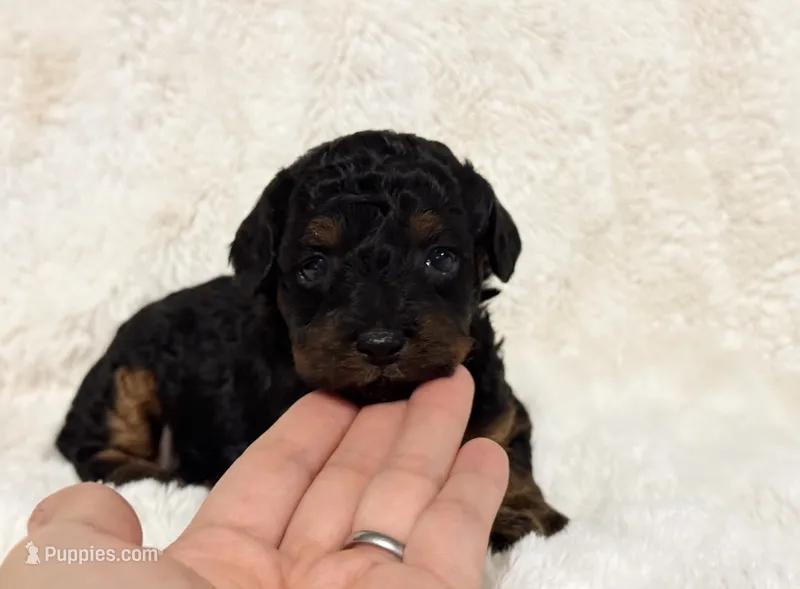 Nova – Poodle - Toy  puppy for sale in Campbellsville, KY
