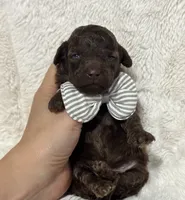 Benny (chocolate), a male Poodle - Toy  for sale in Campbellsville, KY – 1 of 5
