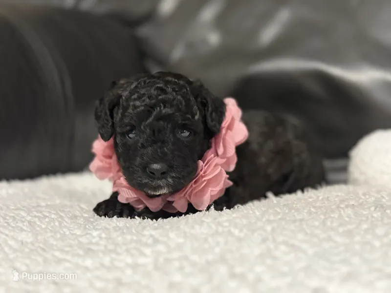 Luvie  – Cavapoo puppy for sale in Campbellsville, KY