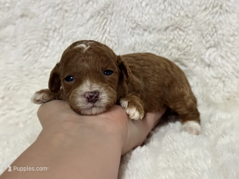 Theo  – Poodle - Toy  puppy for sale in Campbellsville, KY