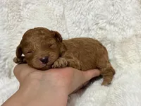 Rufus, a male Cavapoo for sale in Campbellsville, KY – 1 of 5