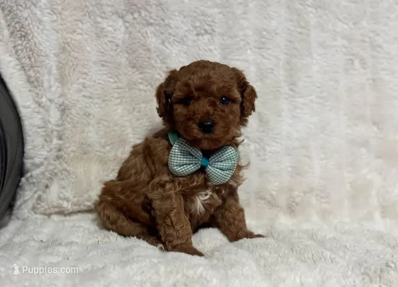 Riley – Cavapoo puppy for sale in Campbellsville, KY
