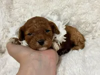 Freya, a female Cavapoo for sale in Campbellsville, KY – Photo 4 of 6