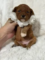 Freya, a female Cavapoo for sale in Campbellsville, KY – Photo 6 of 6