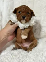 Freya, a female Cavapoo for sale in Campbellsville, KY – Photo 3 of 6