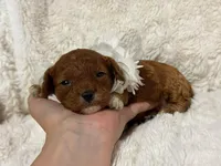 Freya, a female Cavapoo for sale in Campbellsville, KY – Photo 5 of 6