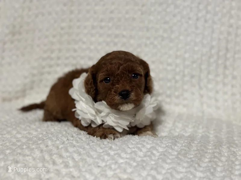 Freya – Cavapoo puppy for sale in Campbellsville, KY