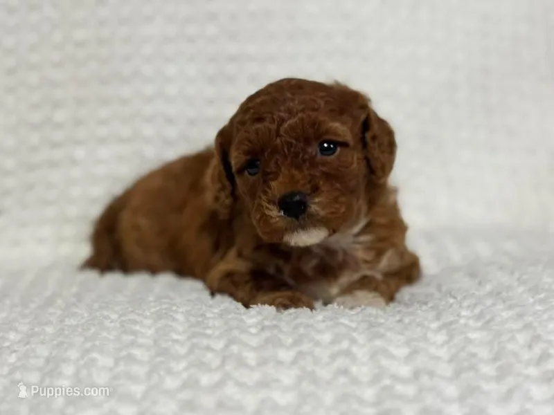 Freya – Cavapoo puppy for sale in Campbellsville, KY