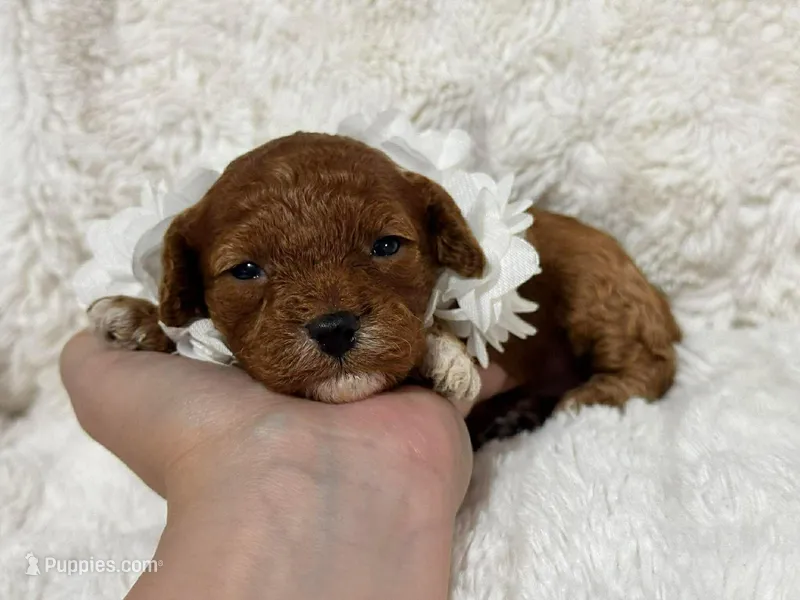 Freya – Cavapoo puppy for sale in Campbellsville, KY