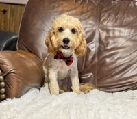 Teddy, a male Cavapoo for sale in Campbellsville, KY – 2 of 5