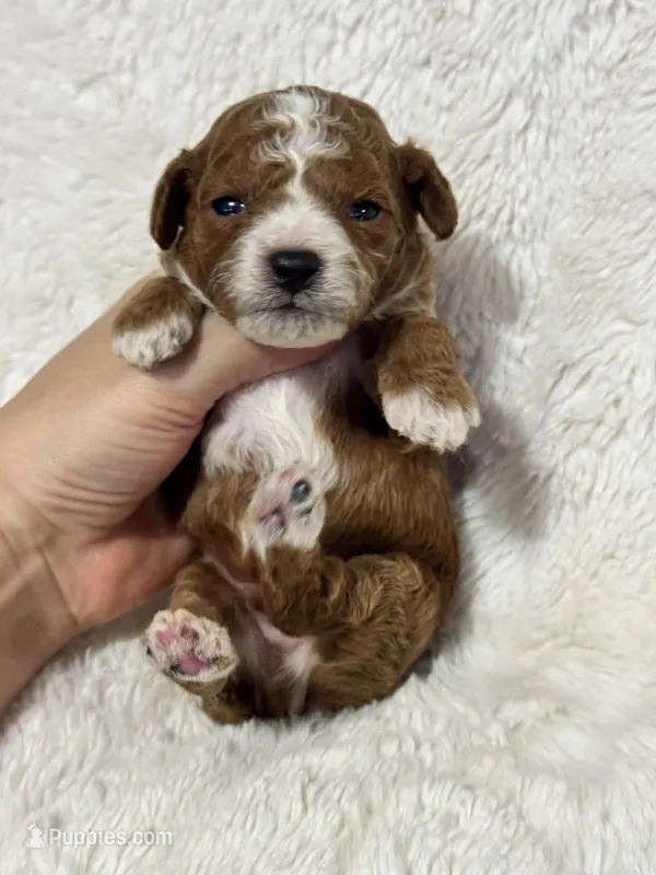 Teddy – Poodle - Toy  puppy for sale in Campbellsville, KY