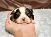 processed/e2a3aa42-cd07-4bd3-af48-027ee9bce3eb/listing/19cc457f-c8c9-4fd7-87bd-7183f342b2ca/1a3f3bb6-c4ba-421c-9943-8ed3652643fa