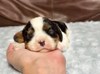 processed/e2a3aa42-cd07-4bd3-af48-027ee9bce3eb/listing/19cc457f-c8c9-4fd7-87bd-7183f342b2ca/db41fd65-ffbd-4e8f-8406-22b54284c9f1