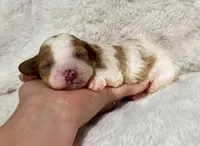 Cuddles, a male Cavapoo for sale in Campbellsville, KY – 2 of 5