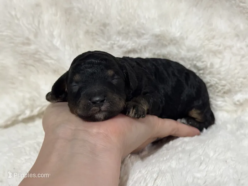 Nash – Poodle - Toy  puppy for sale in Campbellsville, KY
