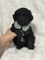 Oscar , a male Miniature Aussiedoodle for sale in Campbellsville, KY – 4 of 7