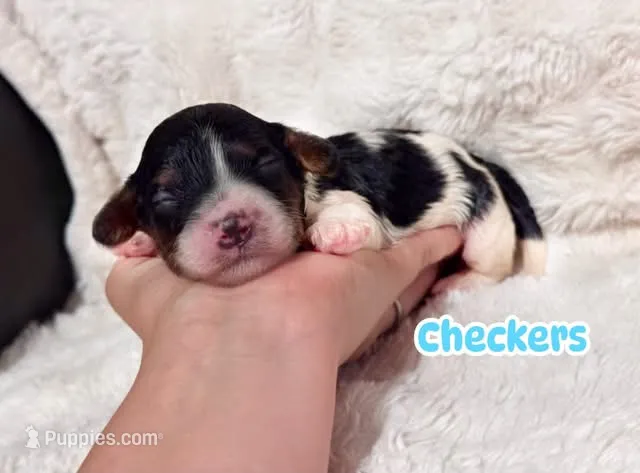 Checkers – Cavapoo puppy for sale in Campbellsville, KY