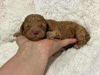 Ralphie, a male Cavapoo for sale in Campbellsville, KY – 2 of 5