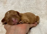 Asher, a male Cavapoo for sale in Campbellsville, KY – 2 of 8