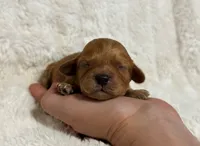 Abe, a male Cavapoo for sale in Campbellsville, KY – 3 of 5