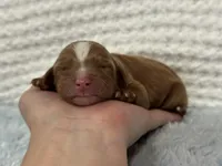 Teddy, a male Cavapoo for sale in Campbellsville, KY – Photo 2 of 4