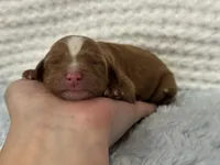 Teddy, a male Cavapoo for sale in Campbellsville, KY – Photo 4 of 4