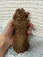 Teddy, a male Cavapoo for sale in Campbellsville, KY – Photo 3 of 4