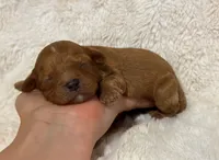 Atlas , a male Cavapoo for sale in Campbellsville, KY – 3 of 8