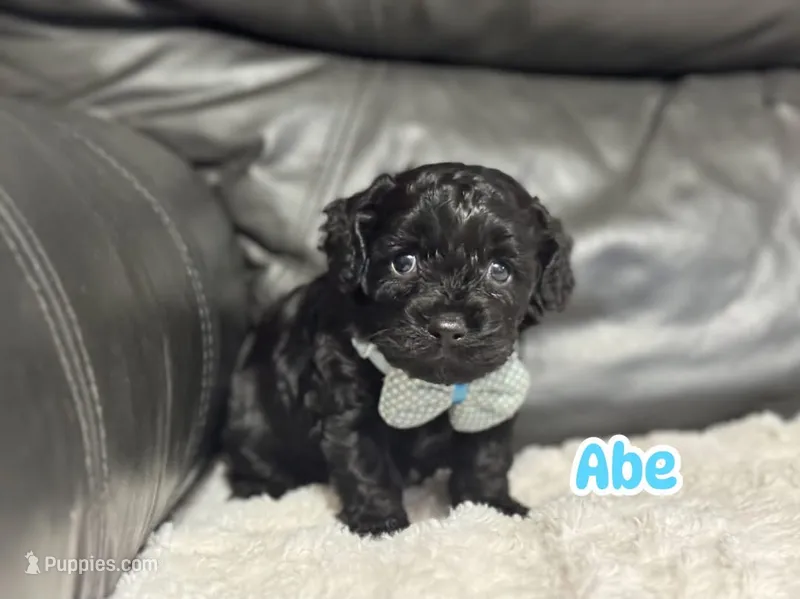 Abe – Cavapoo puppy for sale in Campbellsville, KY