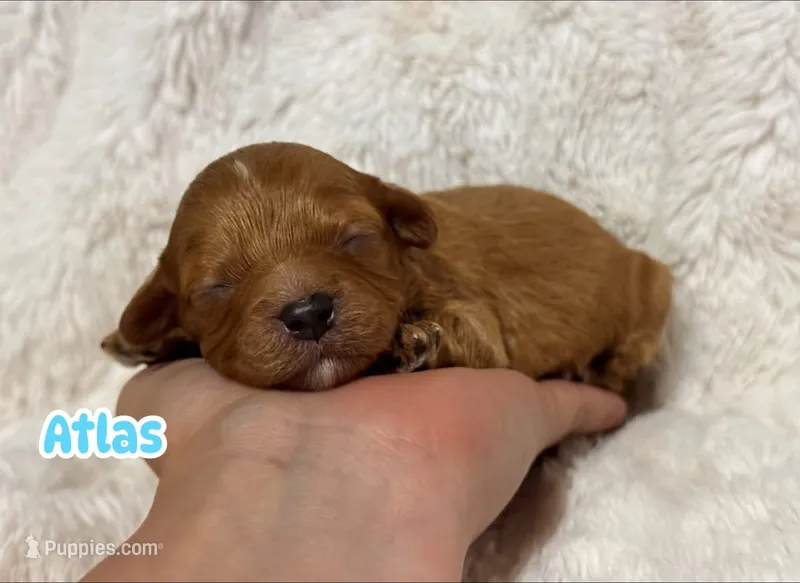 Atlas  – Cavapoo puppy for sale in Campbellsville, KY