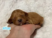 Atlas , a male Cavapoo for sale in Campbellsville, KY – 1 of 8