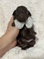 Benny (chocolate), a male Poodle - Toy  for sale in Campbellsville, KY – 5 of 5