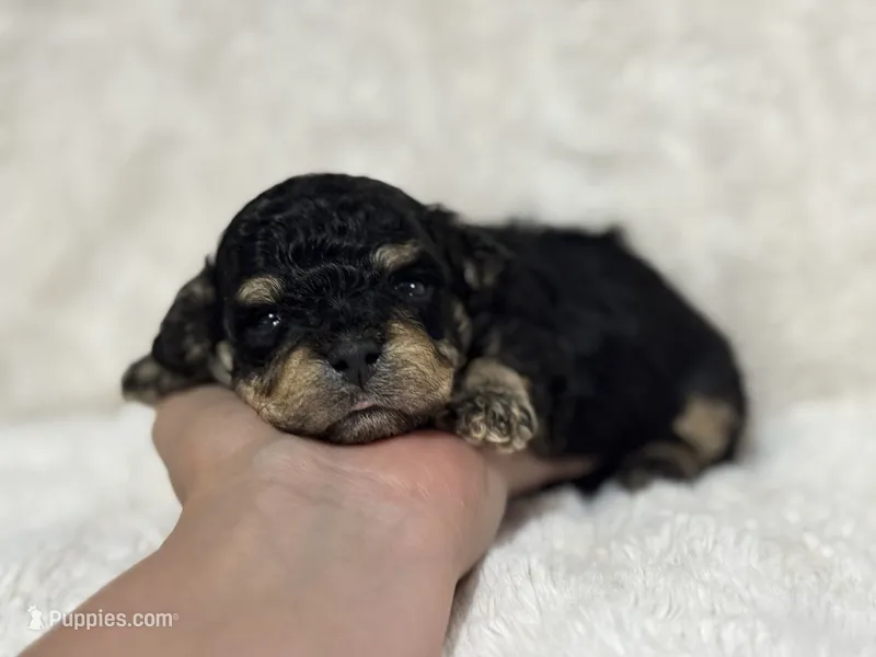 Boone  – Poodle - Toy  puppy for sale in Campbellsville, KY