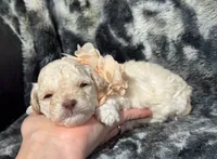 Peaches , a female Poodle - Toy  for sale in Campbellsville, KY – 5 of 8