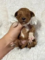 Ruby, a female Cavapoo for sale in Campbellsville, KY – 2 of 4