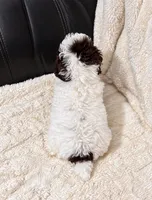 Oreo, a male Poodle - Toy  for sale in Campbellsville, KY – 4 of 4