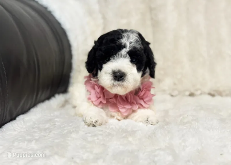 Harlow – Cavapoo puppy for sale in Campbellsville, KY