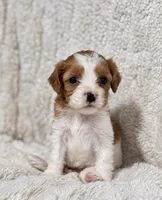 Cleo, a female Cavapoo for sale in Campbellsville, KY – 3 of 4