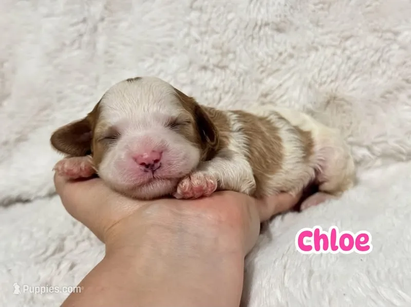 Chloe – Cavapoo puppy for sale in Campbellsville, KY