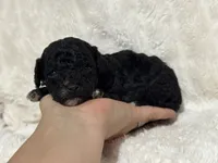 Levi, a male Poodle - Toy  for sale in Campbellsville, KY – 3 of 5