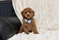 AKC Teddy, a male Poodle - Miniature  for sale in Campbellsville, KY – 3 of 3