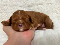 Bria, a female Cavapoo for sale in Campbellsville, KY – 2 of 4