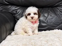 Koda, a male Poodle - Toy  for sale in Campbellsville, KY – 6 of 6