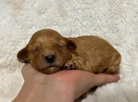 Axel, a male Cavapoo for sale in Campbellsville, KY – 5 of 5