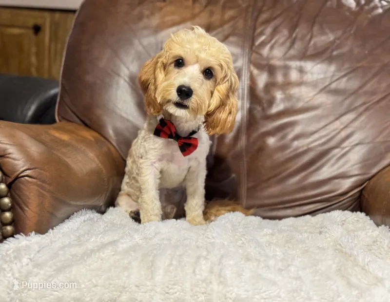 Teddy – Cavapoo puppy for sale in Campbellsville, KY