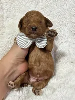 Riley, a male Cavapoo for sale in Campbellsville, KY – 2 of 3