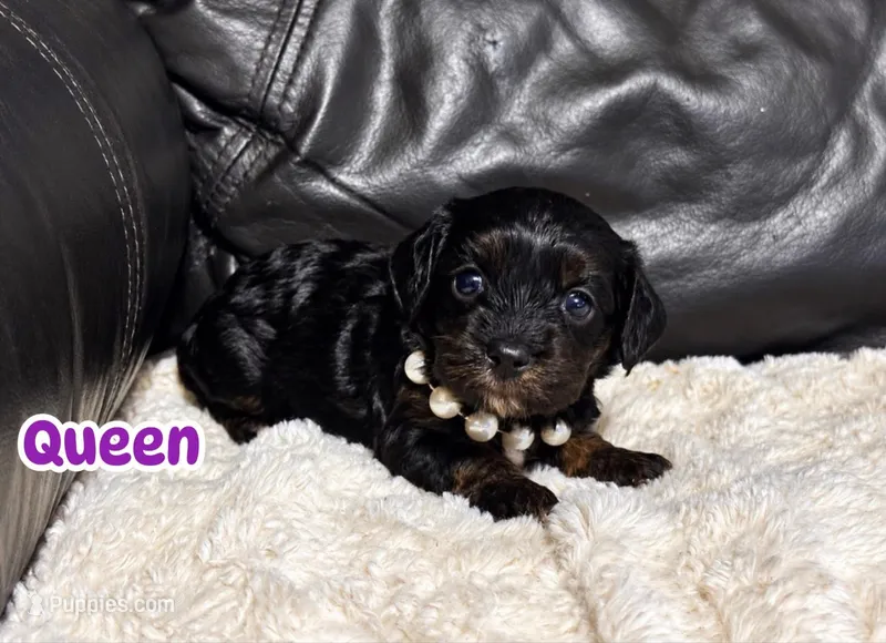 Queen – Cavapoo puppy for sale in Campbellsville, KY