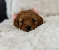 Rosa, a female Cavapoo for sale in Campbellsville, KY – Photo 3 of 5