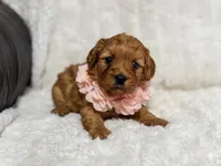 Rosa, a female Cavapoo for sale in Campbellsville, KY – Photo 2 of 5
